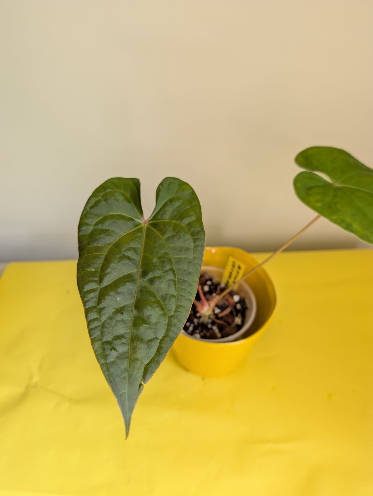 Anthurium Amazon Rabbit / à emporter ou livraison
