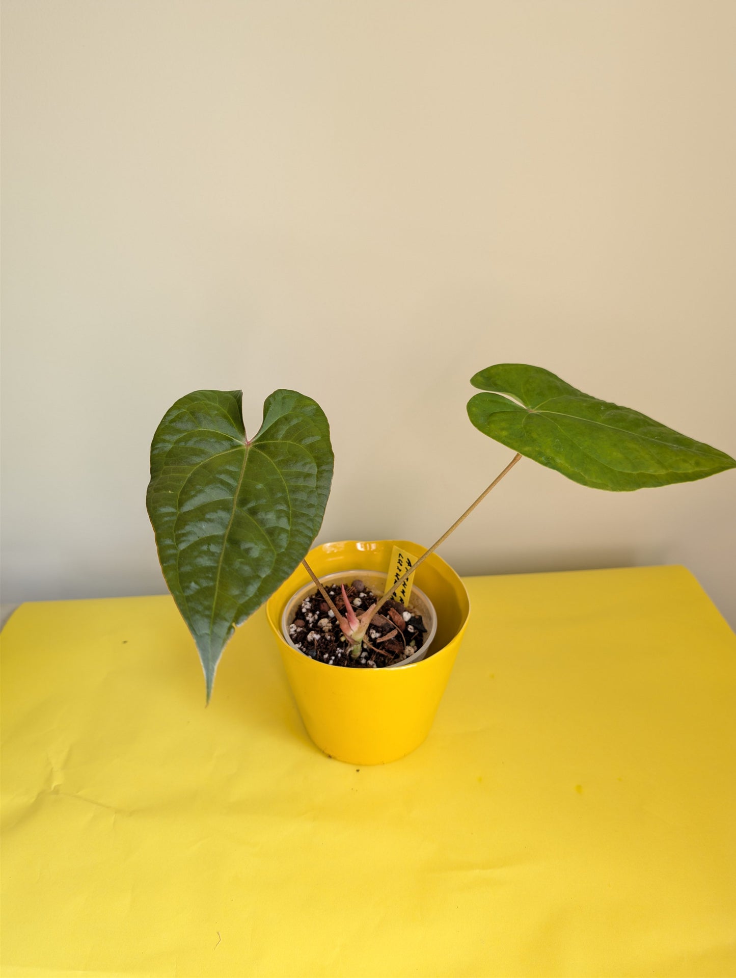 Anthurium Amazon Rabbit / à emporter ou livraison