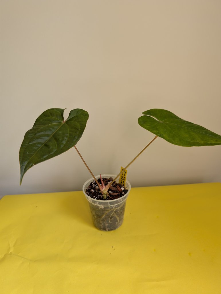 Anthurium Amazon Rabbit / à emporter ou livraison