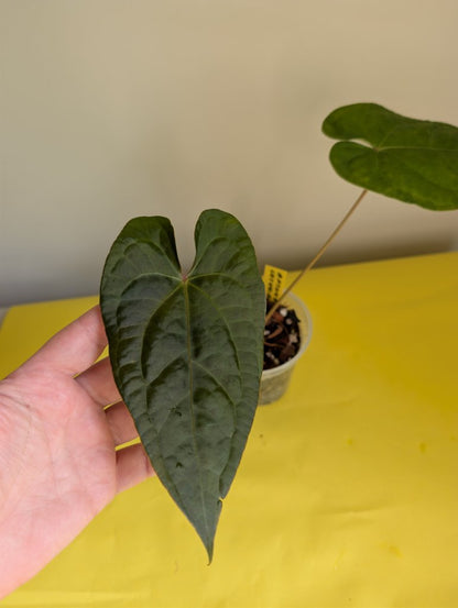 Anthurium Amazon Rabbit / à emporter ou livraison