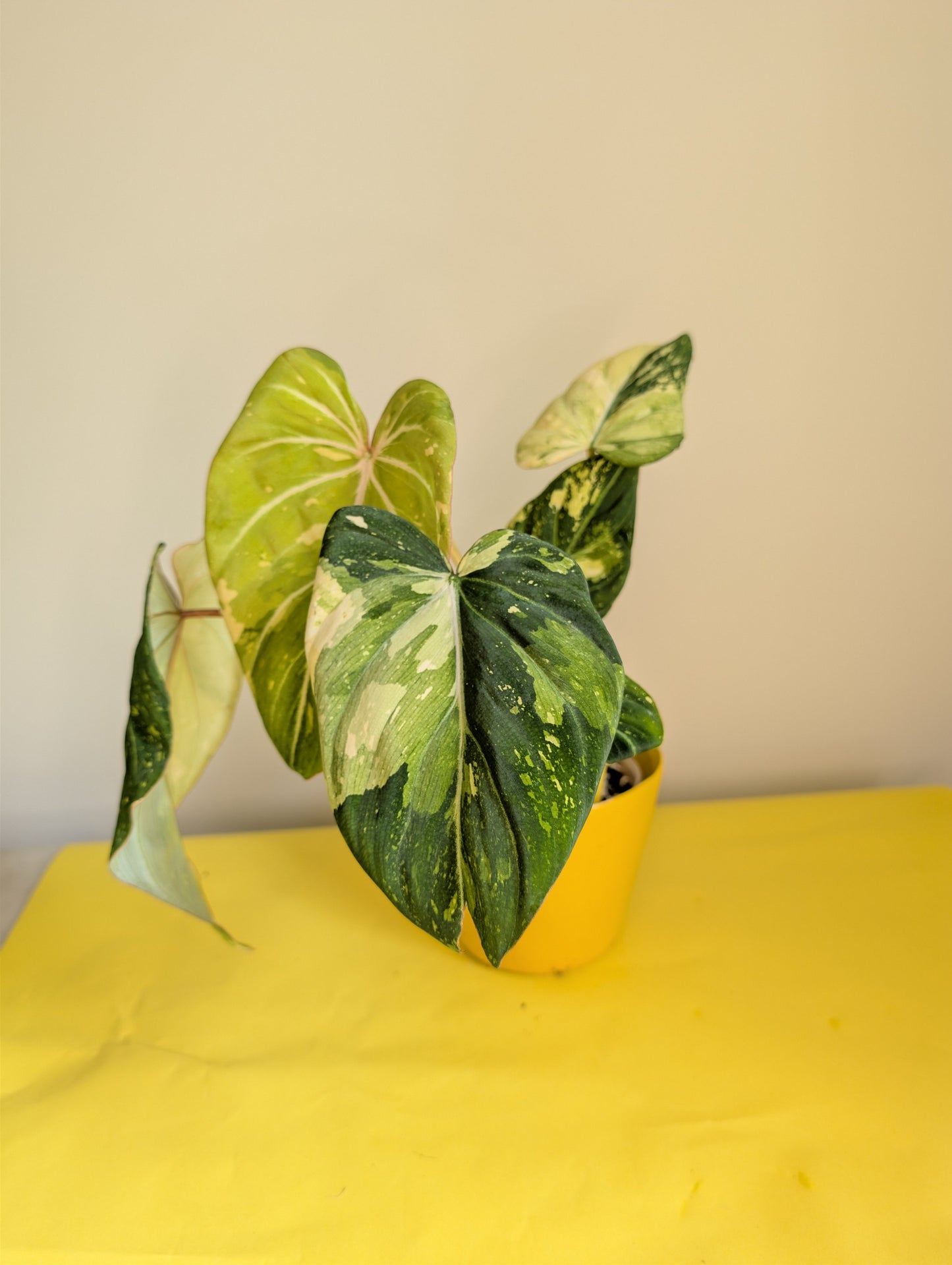 Philodendron gloriosum tricolore panaché