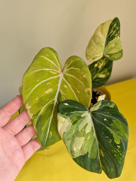 Philodendron gloriosum tricolor variegated