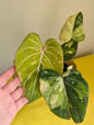 Philodendron gloriosum tricolore panaché