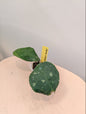 Hoya Undulata Round leaf