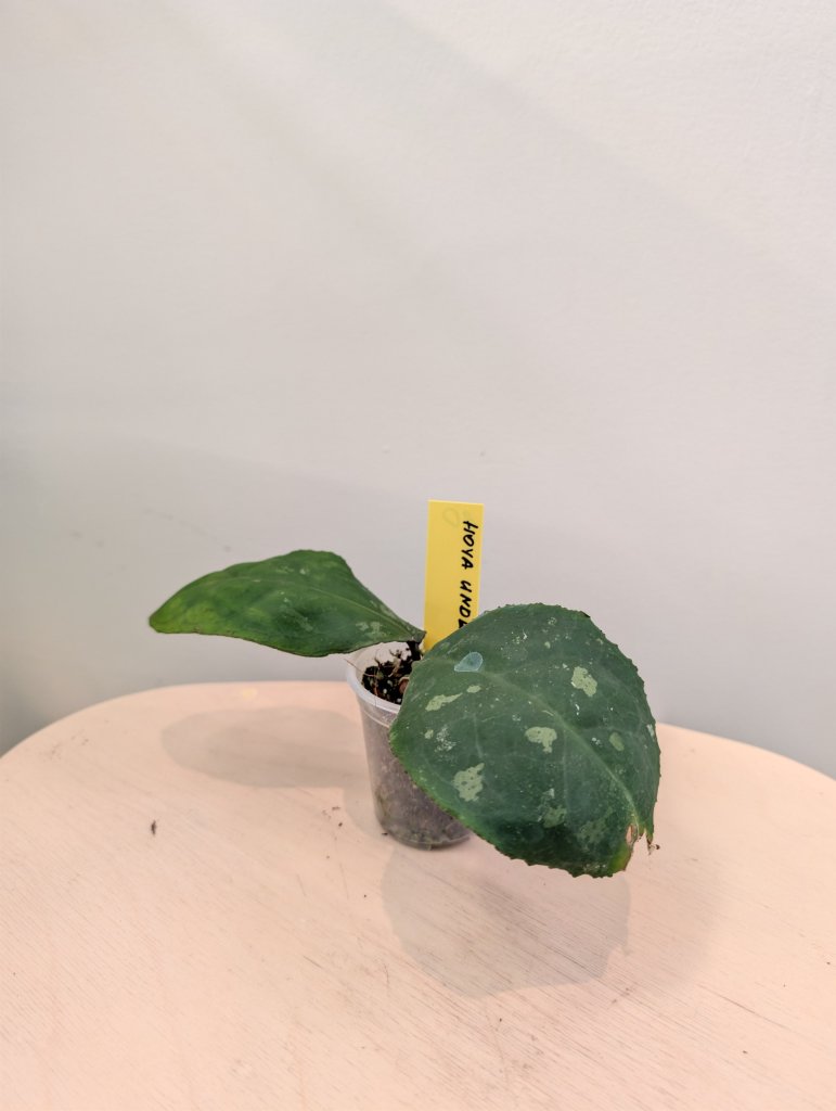 Hoya Undulata Round leaf