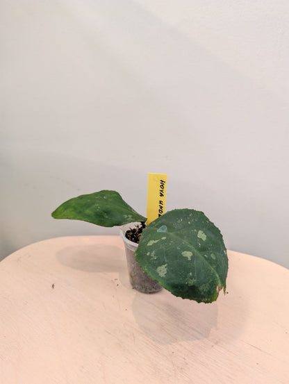 Hoya Undulata Round leaf