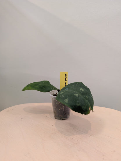 Hoya Undulata Round leaf