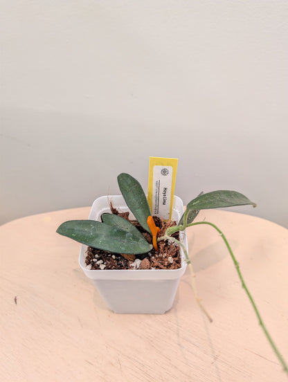 Hoya Lyi