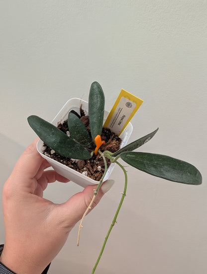 Hoya Lyi