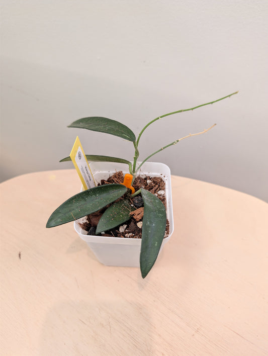 Hoya Lyi