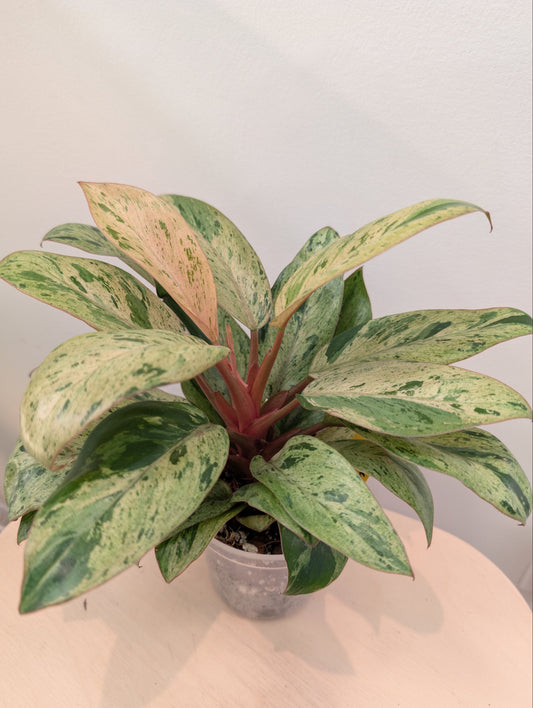 Philodendron green Congo mint variegated dwarf