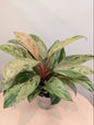 Philodendron vert Congo menthe panachée naine