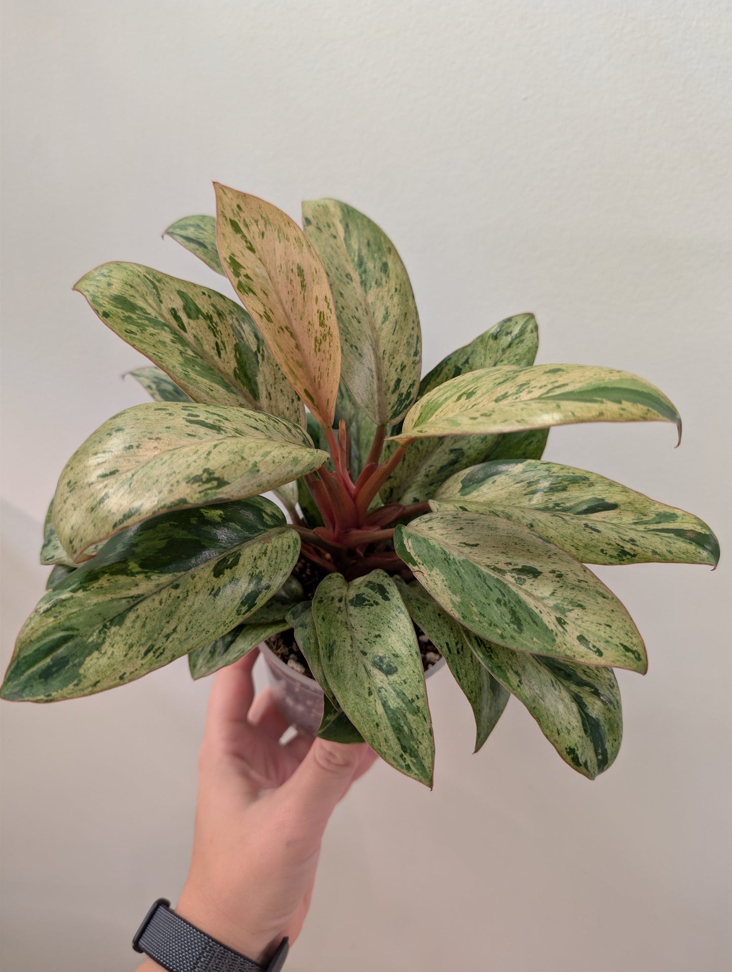 Philodendron vert Congo menthe panachée naine