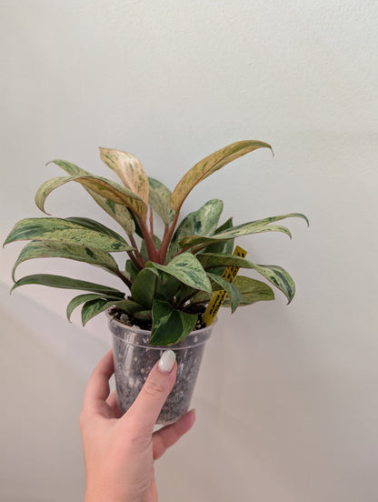 Philodendron vert Congo menthe panachée naine