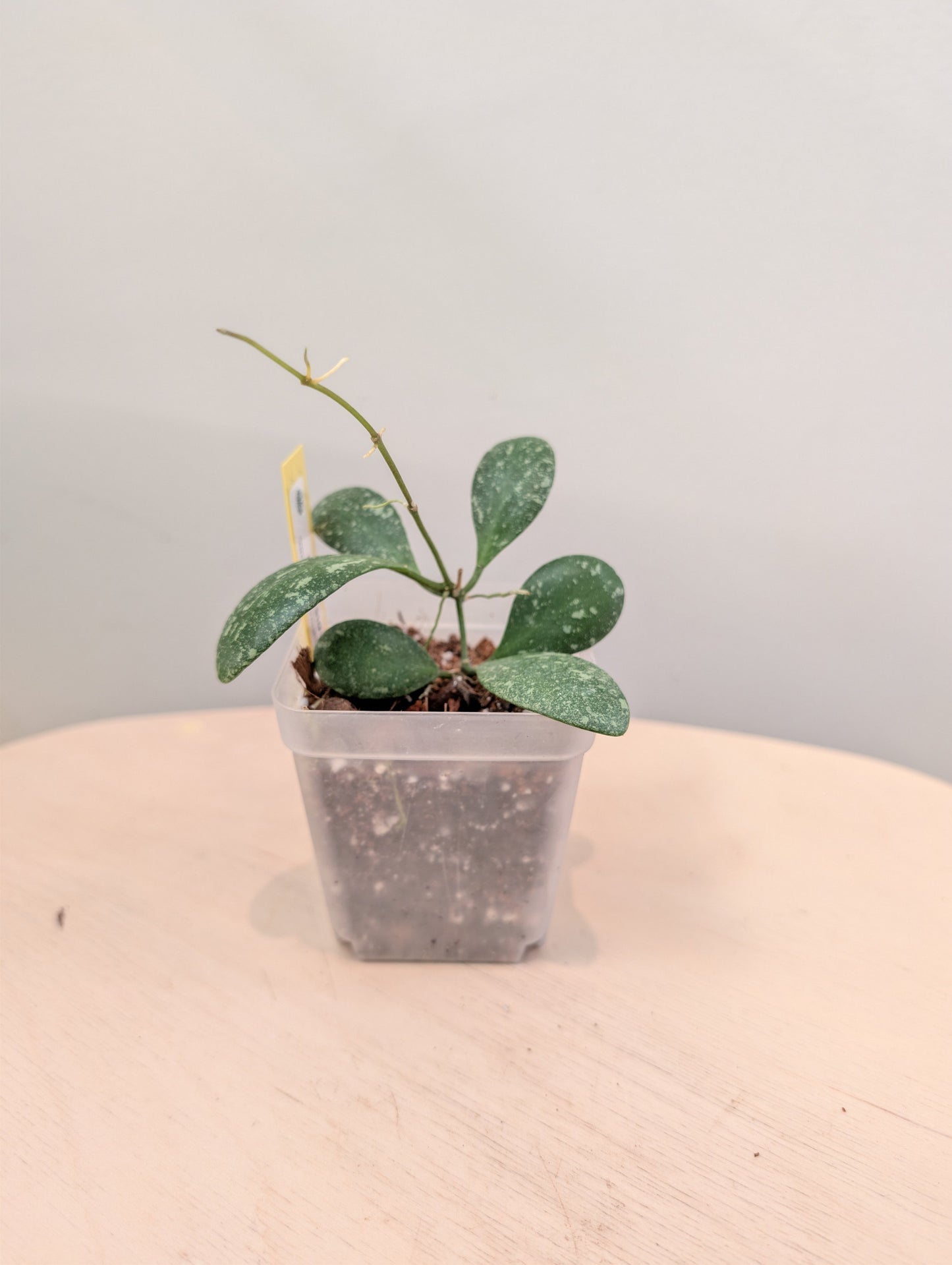 Hoya Lacunosa peau de tigre argentée