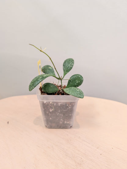 Hoya Lacunosa peau de tigre argentée