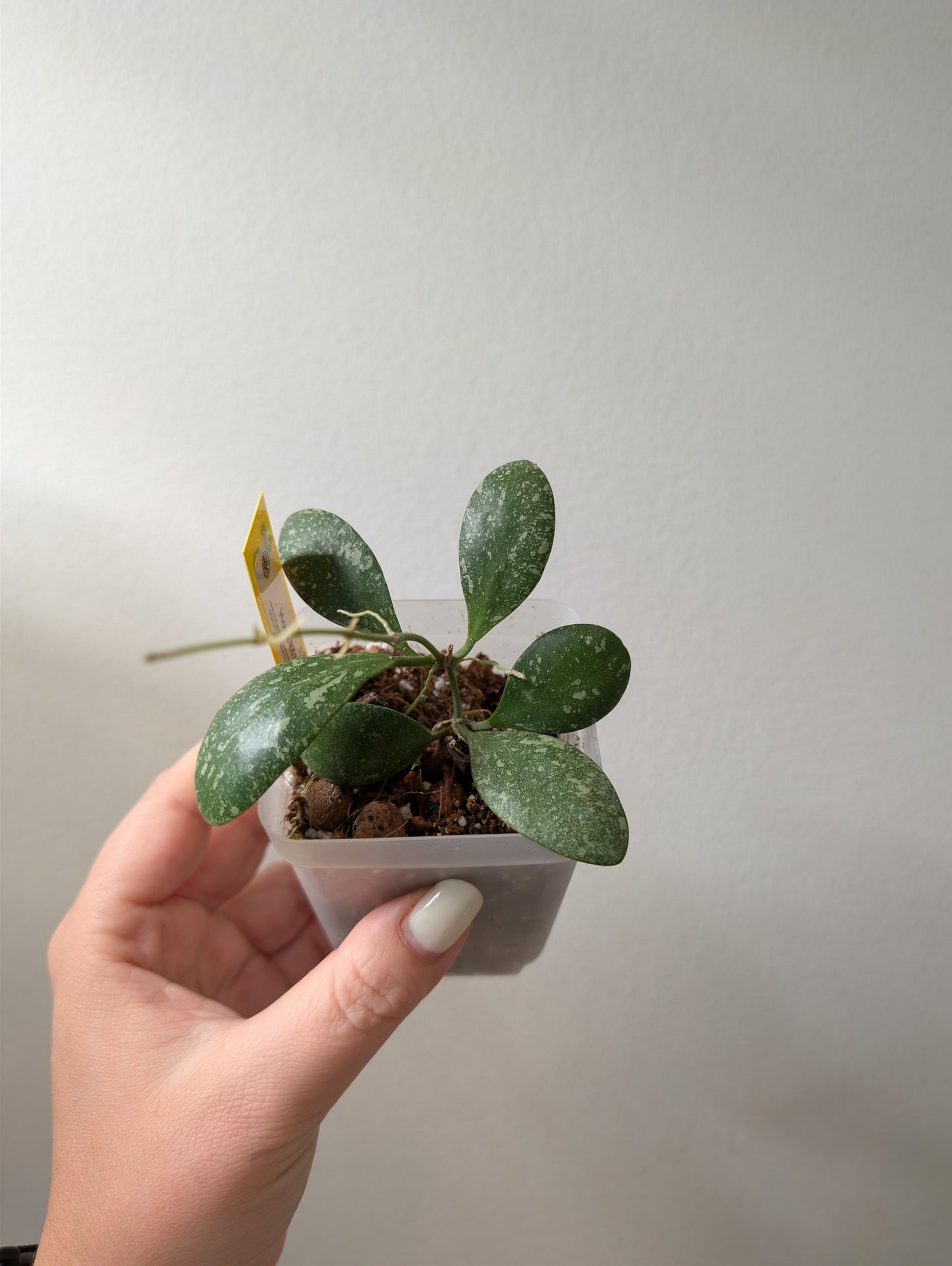 Hoya Lacunosa peau de tigre argentée