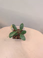 Hoya Lacunosa peau de tigre argentée