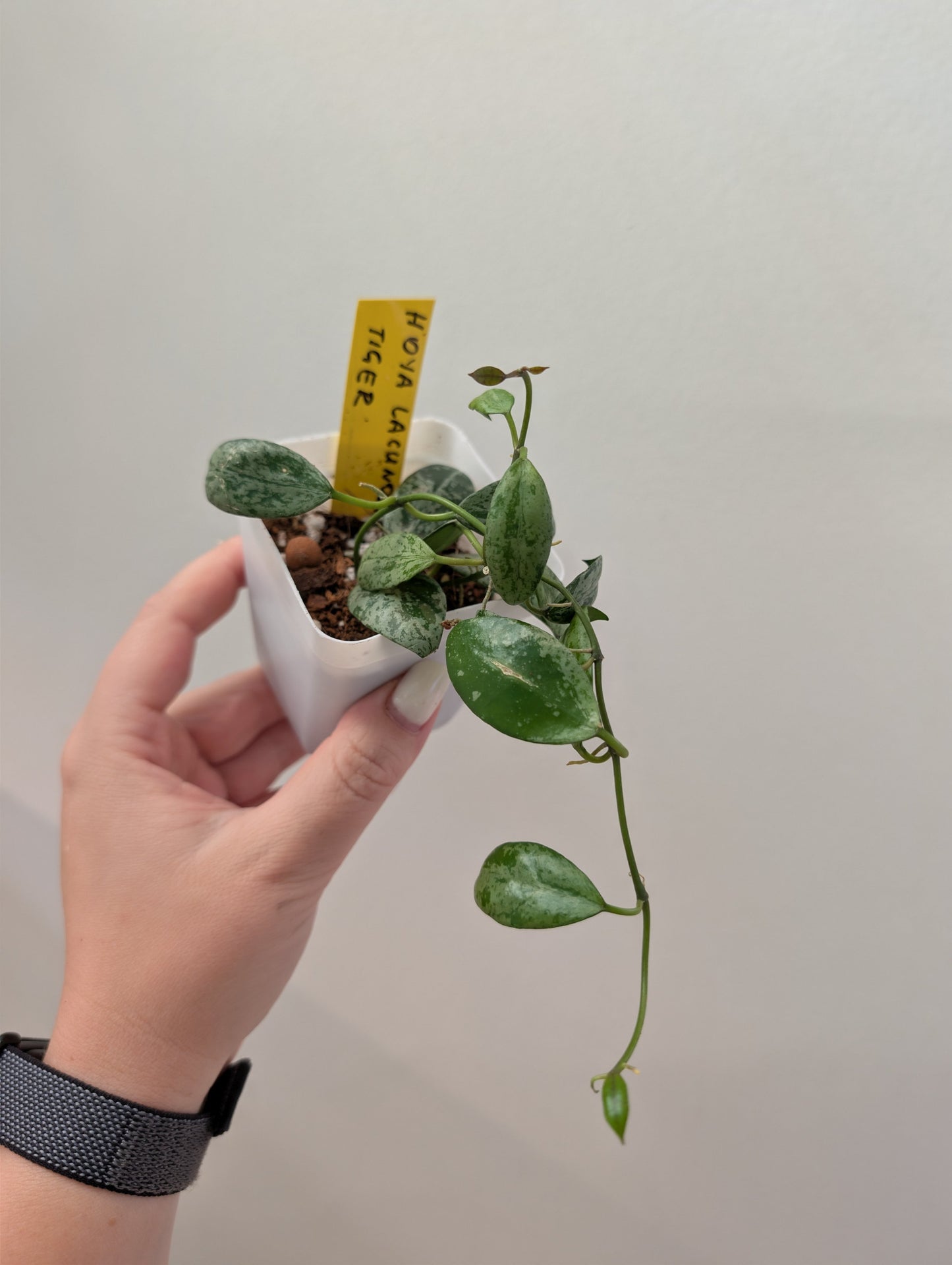 Hoya Lacunosa silver Tiger Skin