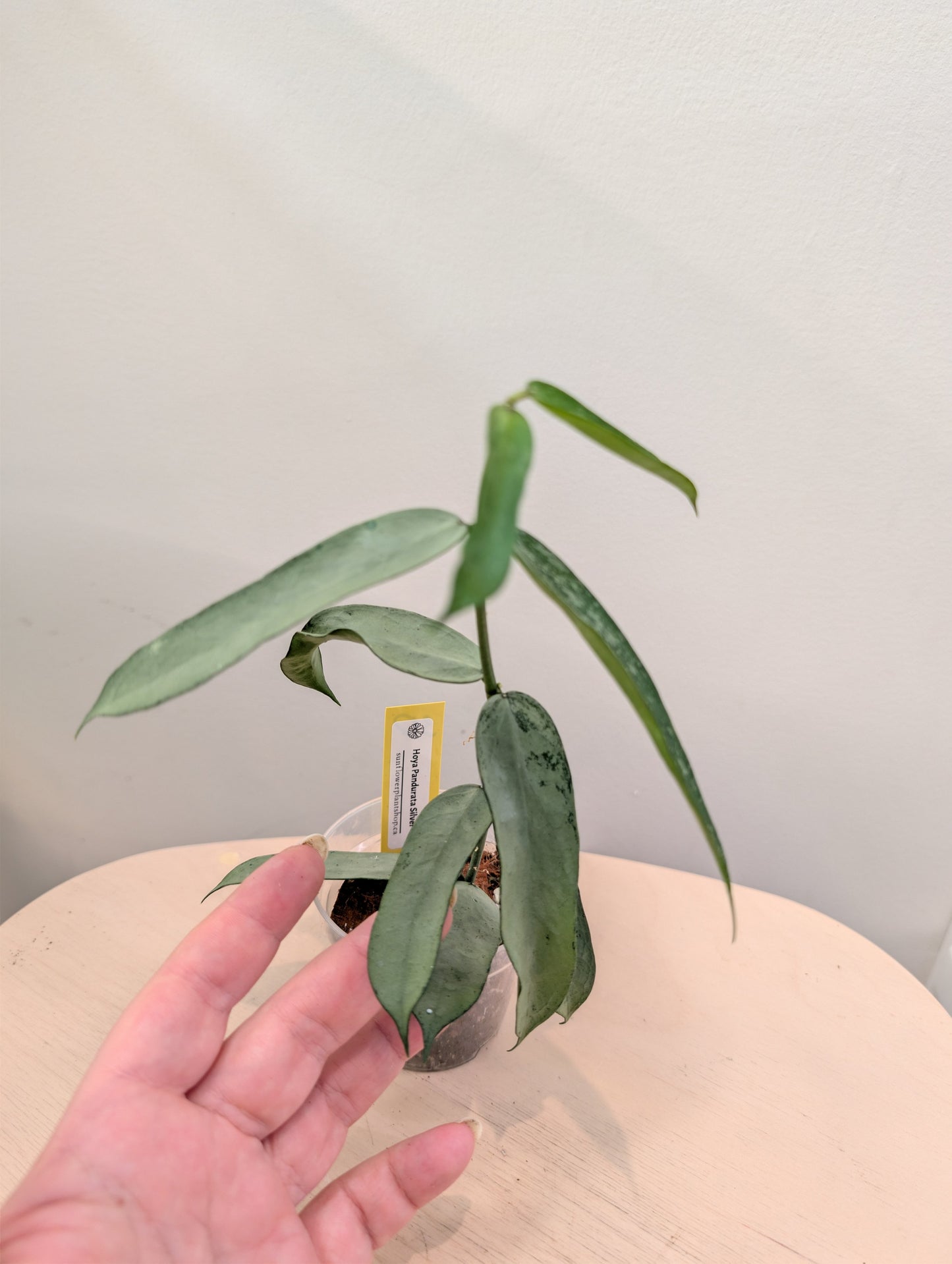 Hoya Pandurata silver