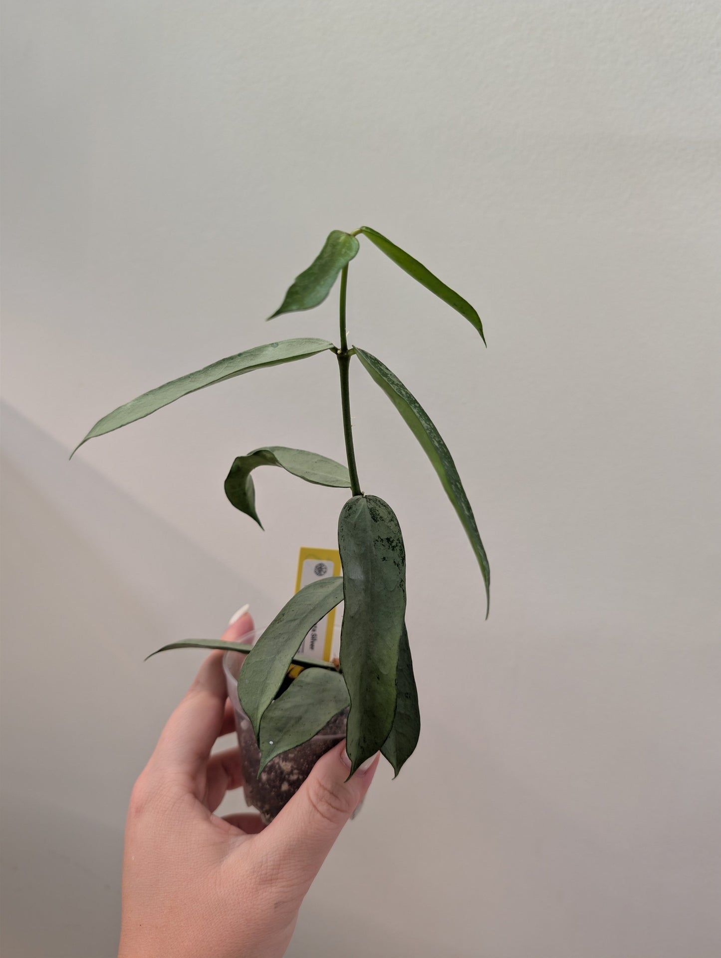 Hoya Pandurata silver