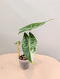 Alocasia Pink Dragon panaché CORM