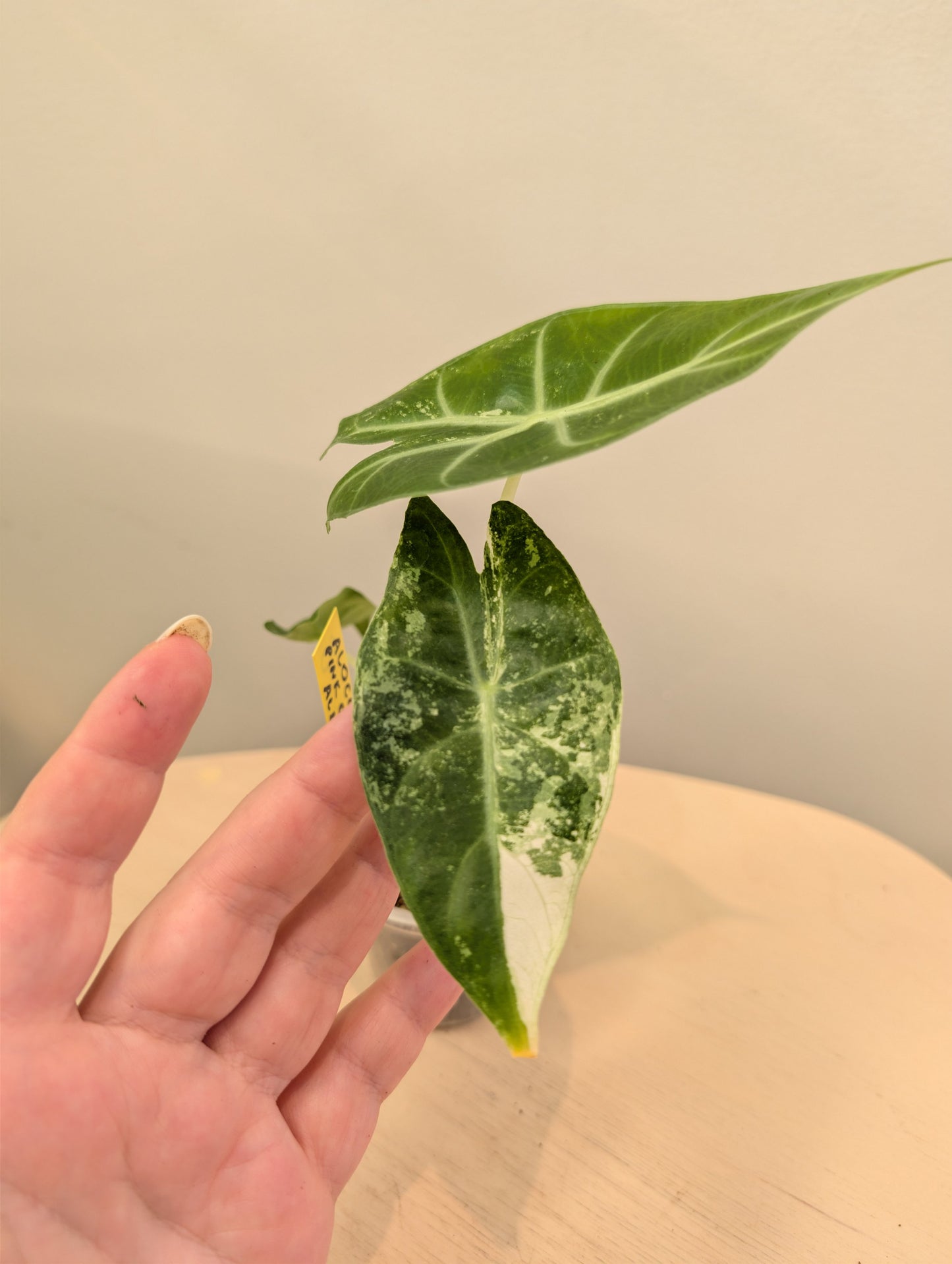 Alocasia Pink Dragon panaché CORM