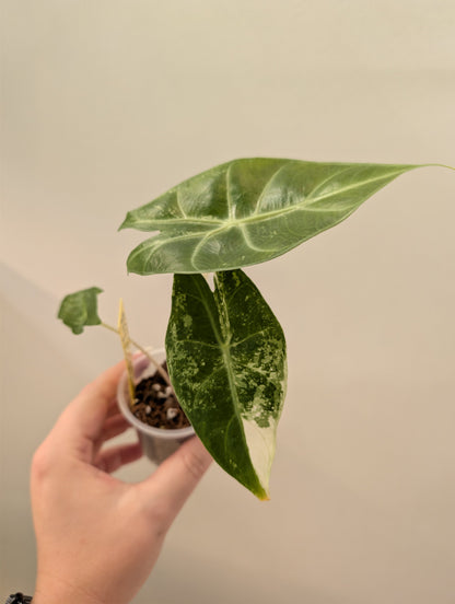 Alocasia Pink Dragon panaché CORM