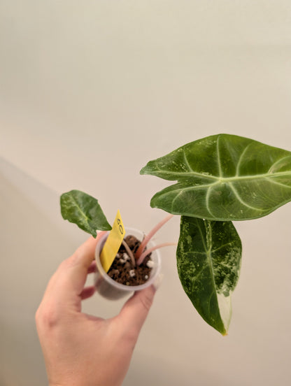 Alocasia Pink Dragon panaché CORM