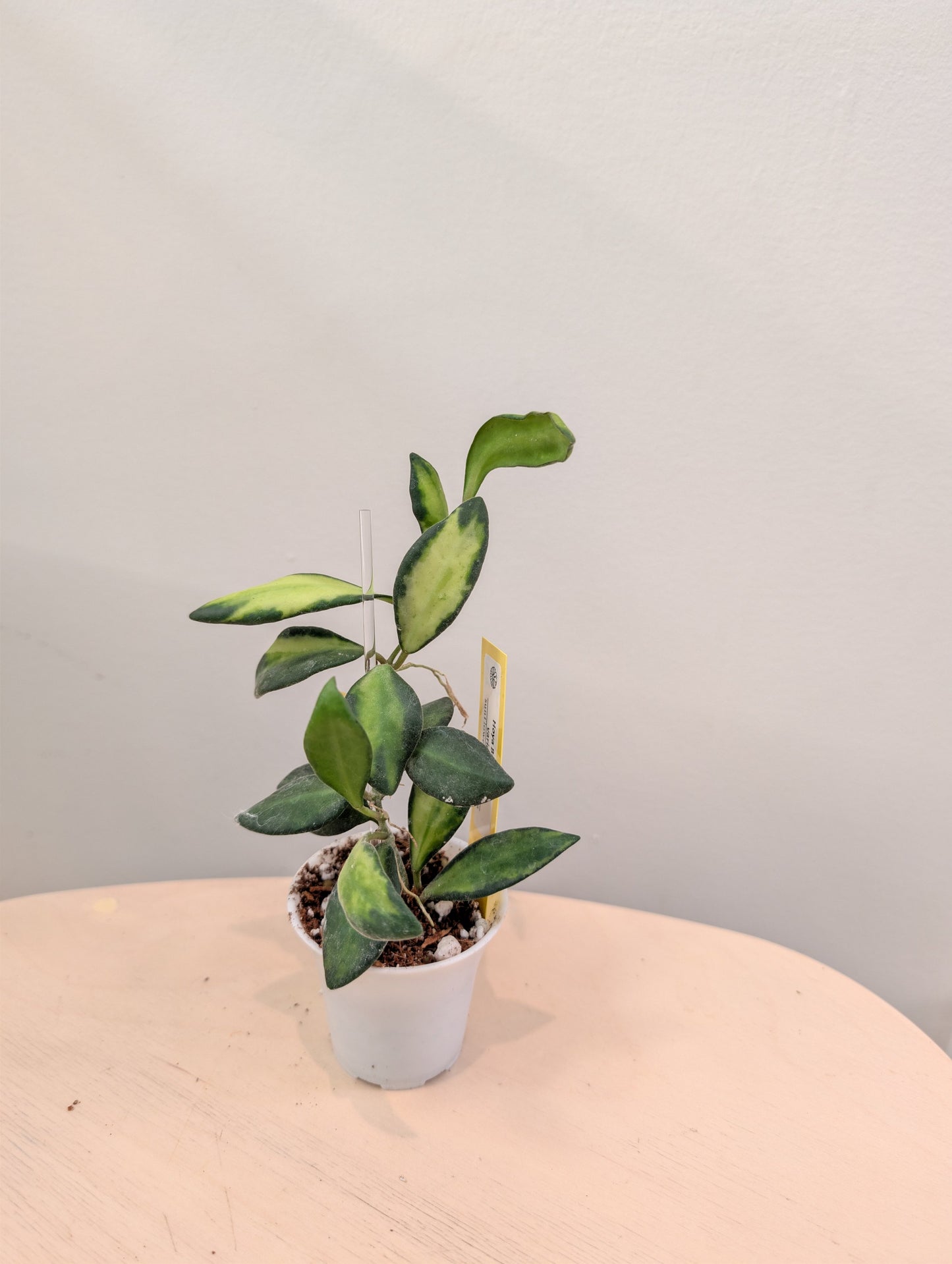 Hoya burtoniae panaché
 quelques boutures dans un pot