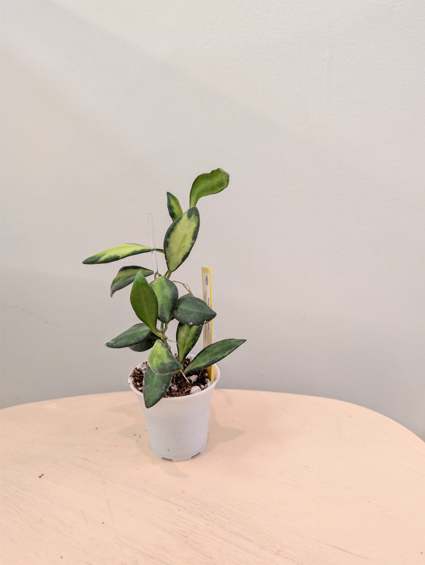 Hoya burtoniae panaché
 quelques boutures dans un pot
