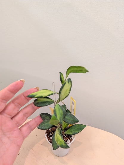 Hoya burtoniae panaché
 quelques boutures dans un pot