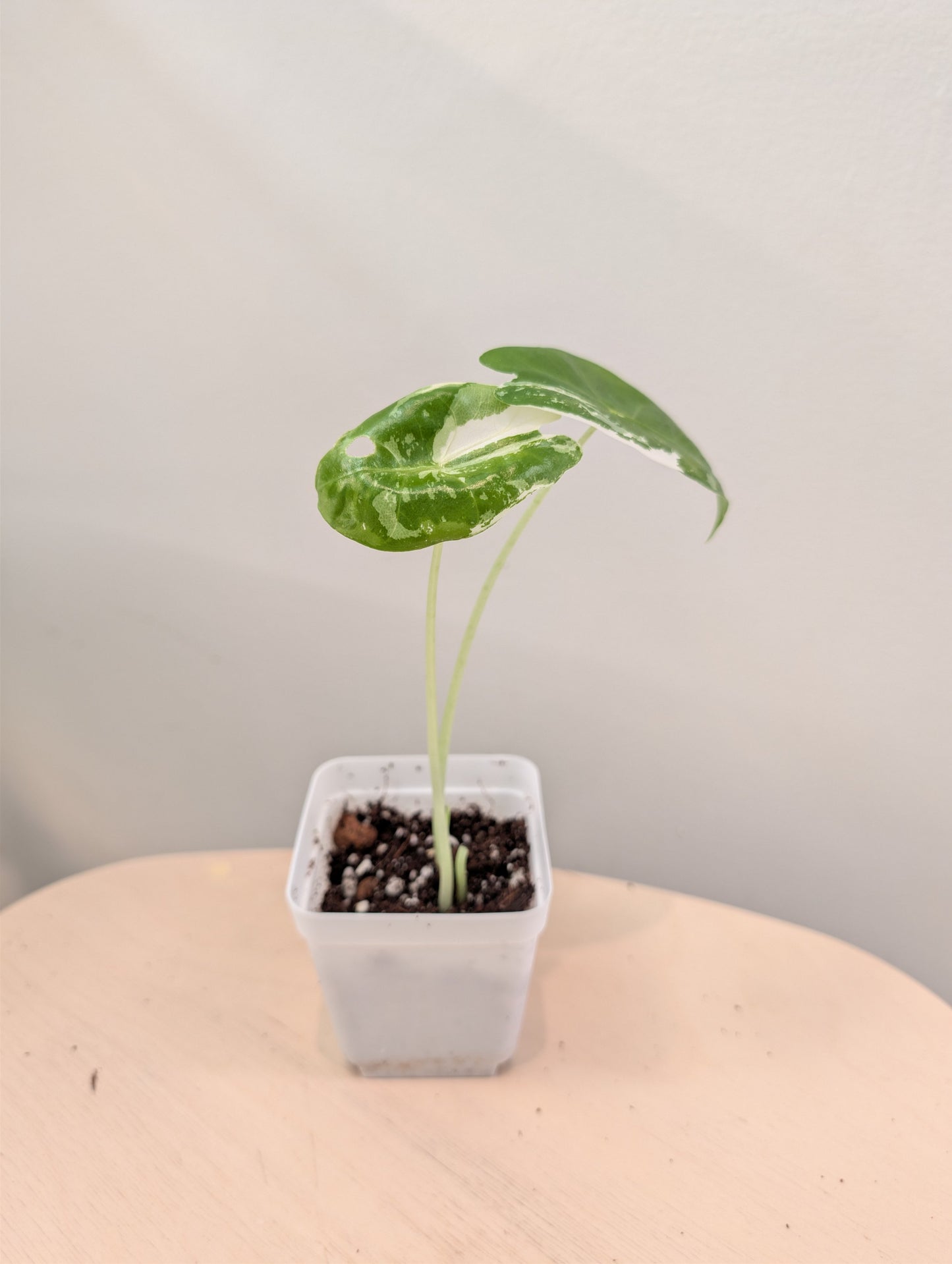 Alocasia acuminata variegated/  / uncommon alocasia