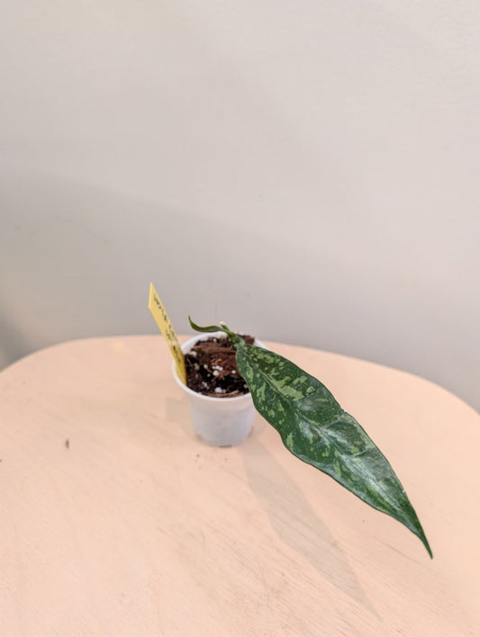 Hoya Griffithi Splash