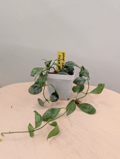 Hoya Lacunosa silver Tiger Skin / full plant