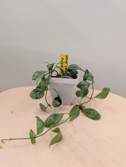 Hoya Lacunosa silver Tiger Skin / full plant