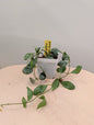 Hoya Lacunosa silver Tiger Skin / full plant