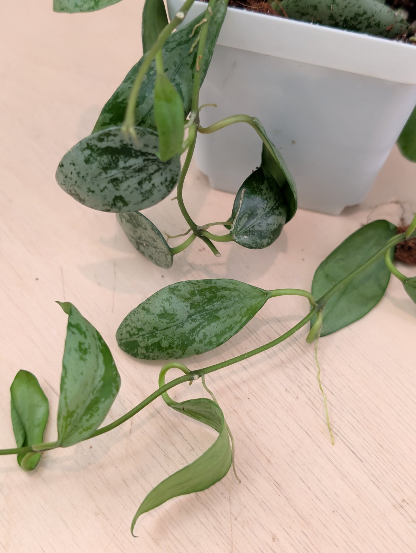 Hoya Lacunosa silver Tiger Skin / full plant