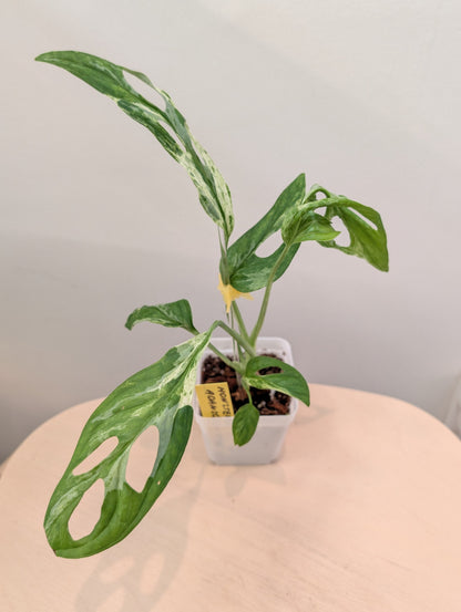 Menthe Monstera adansonii
