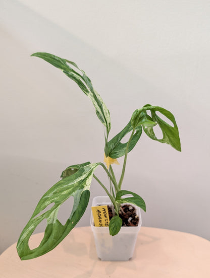 Menthe Monstera adansonii