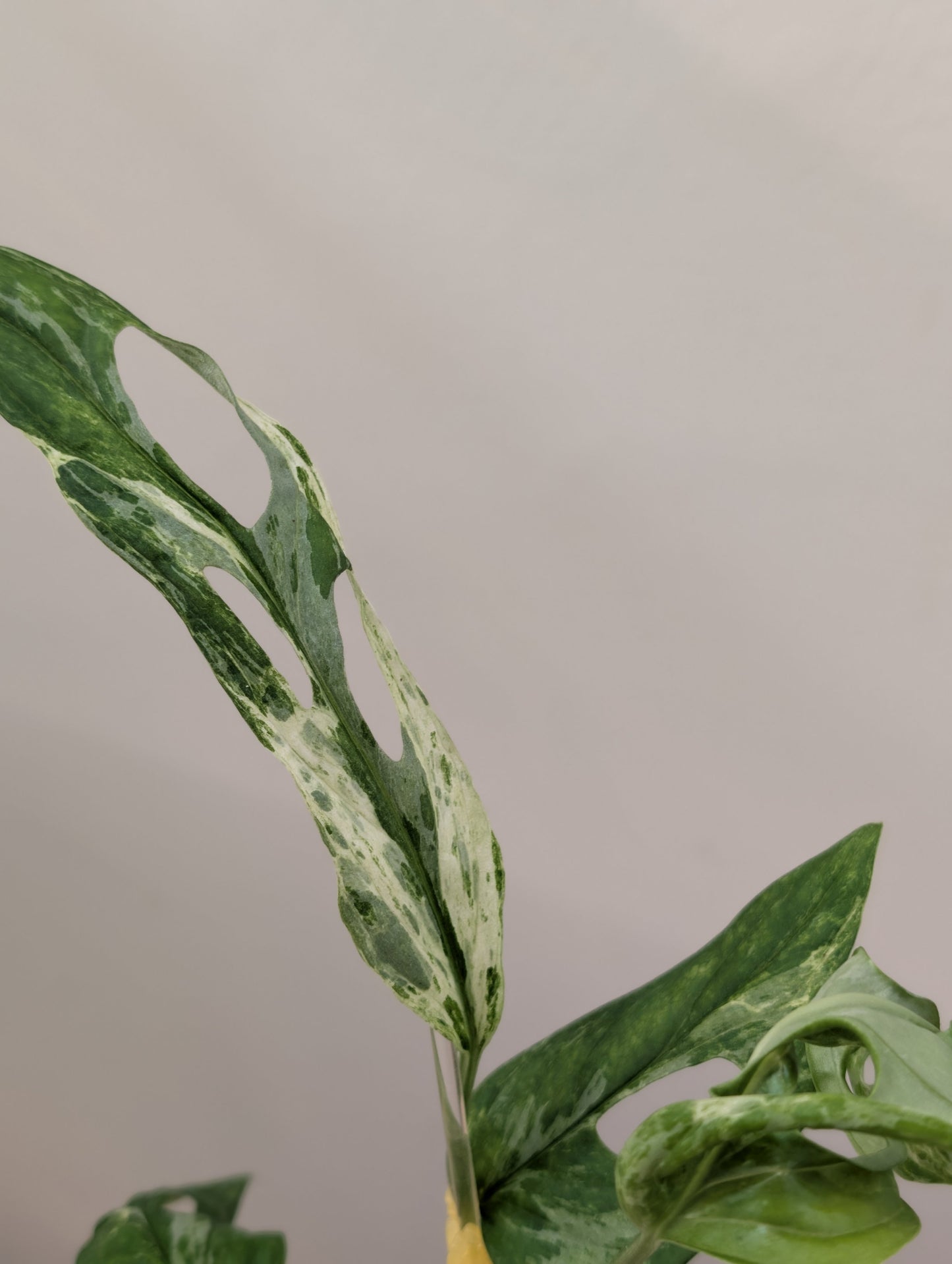 Menthe Monstera adansonii