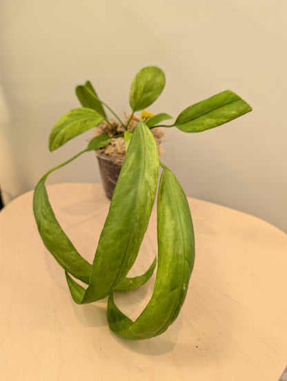 Anthurium Vittarifolium variegated