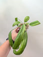 Anthurium Vittarifolium variegated