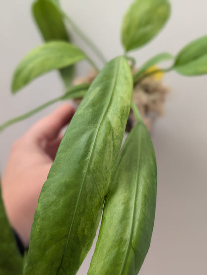 Anthurium Vittarifolium variegated