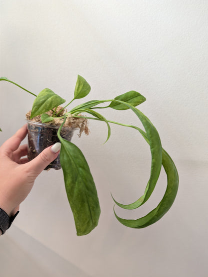 Anthurium Vittarifolium variegated