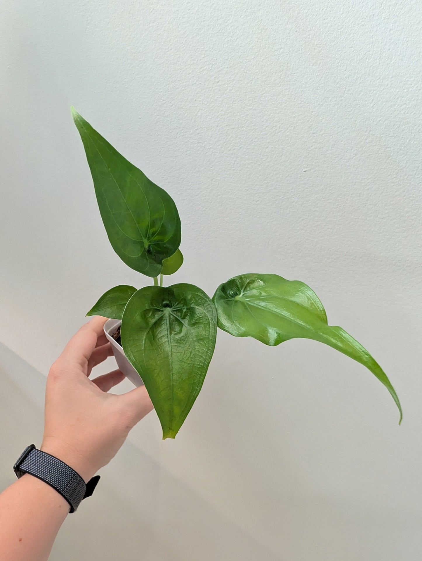 Alocasia pink dragon from variegated plant / gift with a purchase