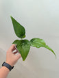 Alocasia pink dragon from variegated plant / gift with a purchase