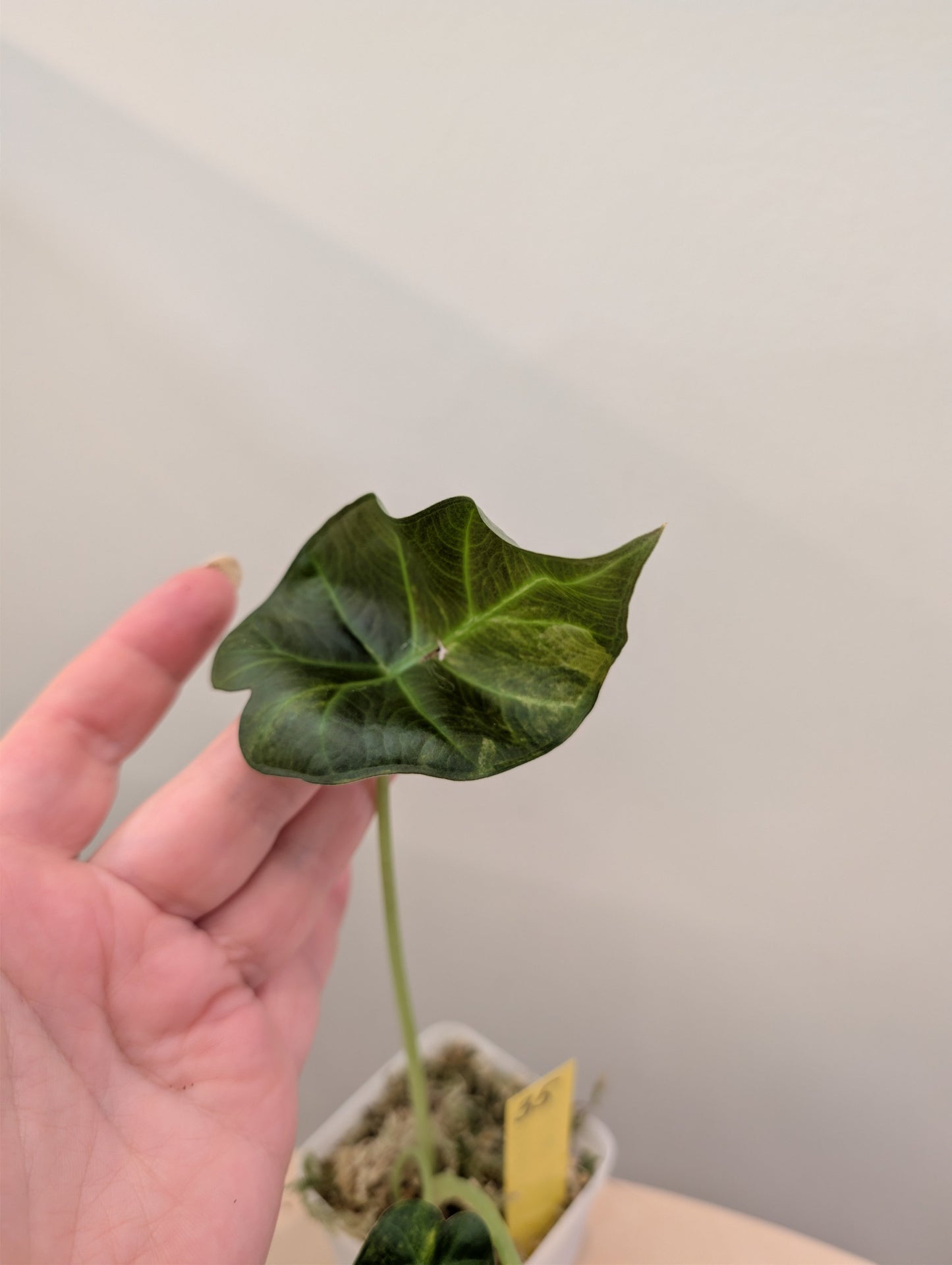 Alocasia regal shield aurea variegated / first photo - motherplant