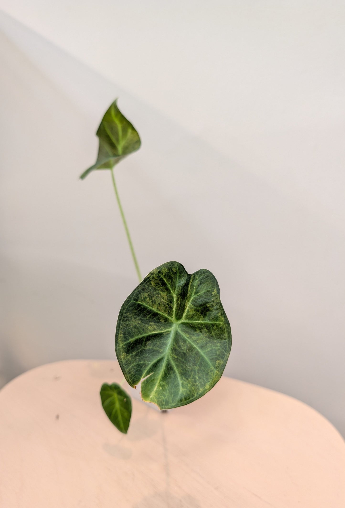 Alocasia regal shield aurea variegated / first photo - motherplant