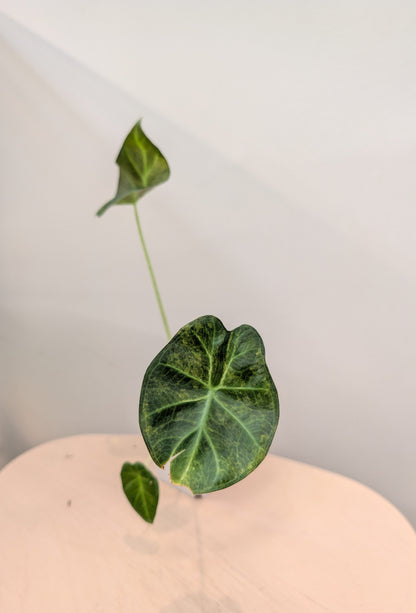 Alocasia regal shield aurea variegated / first photo - motherplant